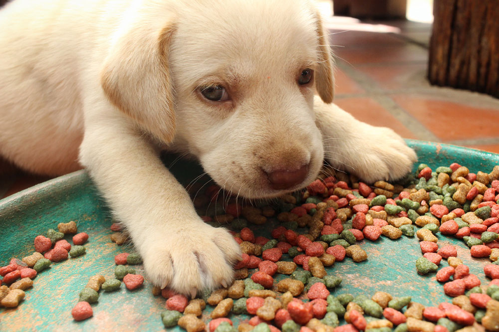 Top 5 foods for puppies