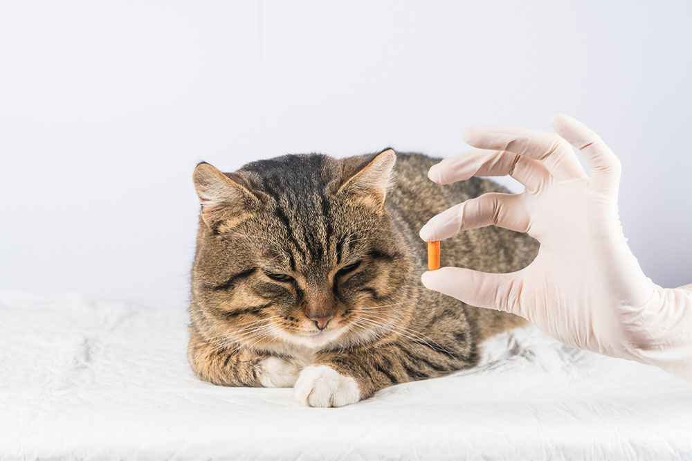 9 Warning Signs Indicating a Cat is Unwell